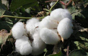 Cotton textile m...